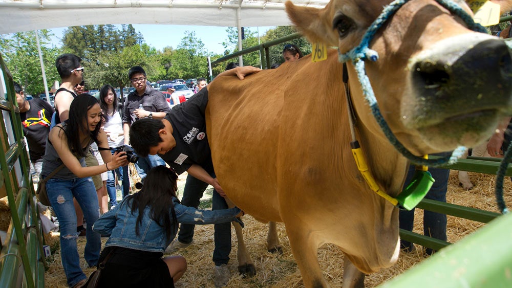 An animal science student helps a student milk a cow at TV picnic day