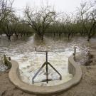 Diverted water spills into an almond orchard in Modesto, CA in November of 2016 to help recharge the aquifer beneath the field. TV scientists are studying managed aquifer recharge as a solution to California's groundwater overpumping. (Curtis Jerome Haynes)