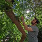 TV professor Alessandro Ossola reaches into canopy of tree in urban garden