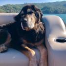 Big brown and black dog named Boone sits on a boat with Lake Sonoma in the background. He went through a clinical trial at TV School of Veterinary Medicine to treat his cancer.