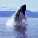 A humpback whale breaches the water. TV and SETI Institute scientists are studying whale communication. (Getty)