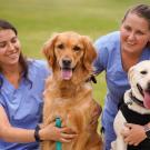 Two veterinary students in blue scrubs smiling and posing with a golden retriever and a Labrador retriever on a grassy field outside Scrubs Cafe, TV.